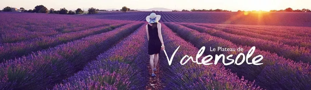 Transfer from Nice airport to a lavender field in Provence