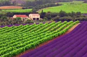 visit of a vineyard and a lavender field