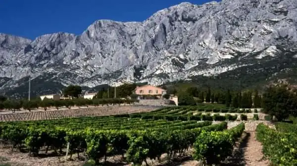 Visite d'un vignoble en Provence